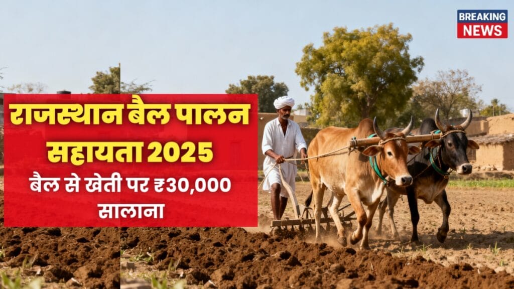 राजस्थान के किसान बैल जोड़ी से खेत जोतते हुए, बैल पालन सहायता 2025 के संदर्भ में 16:9 रियल इमेज, पारंपरिक खेती और किसान समर्थन।
