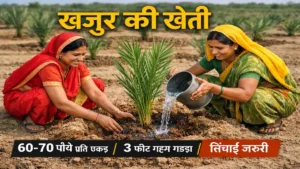 खेत में खजूर का पौधा लगाती भारतीय महिलाएं, पौधारोपण के बाद सिंचाई करती हुई