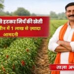 गेहूं-धान छोड़कर मिर्च की खेती से 1 बीघा ज़मीन में 1 लाख से ज़्यादा की आमदनी