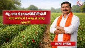 खेत में मिर्च की खेती के साथ खड़ा भारतीय किसान, गेहूं-धान से हटकर खेती से बढ़ती आमदनी