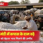 जैसलमेर में कपास के भाव ₹8,500 के पार, कम पानी में गेहूं की नई किस्मों पर किसानों की नजर