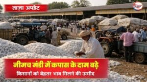 नीमच मंडी में कपास की खरीद-फरोख्त के दौरान बढ़े हुए दाम का दृश्य